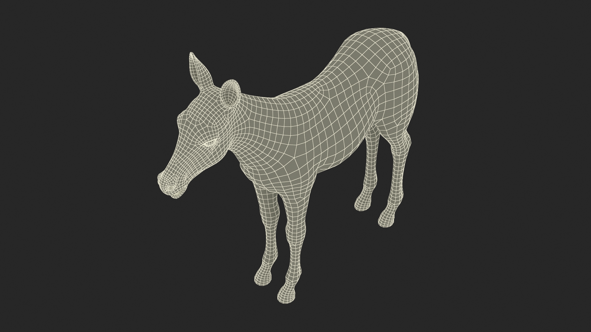 3D model Zebra Foal