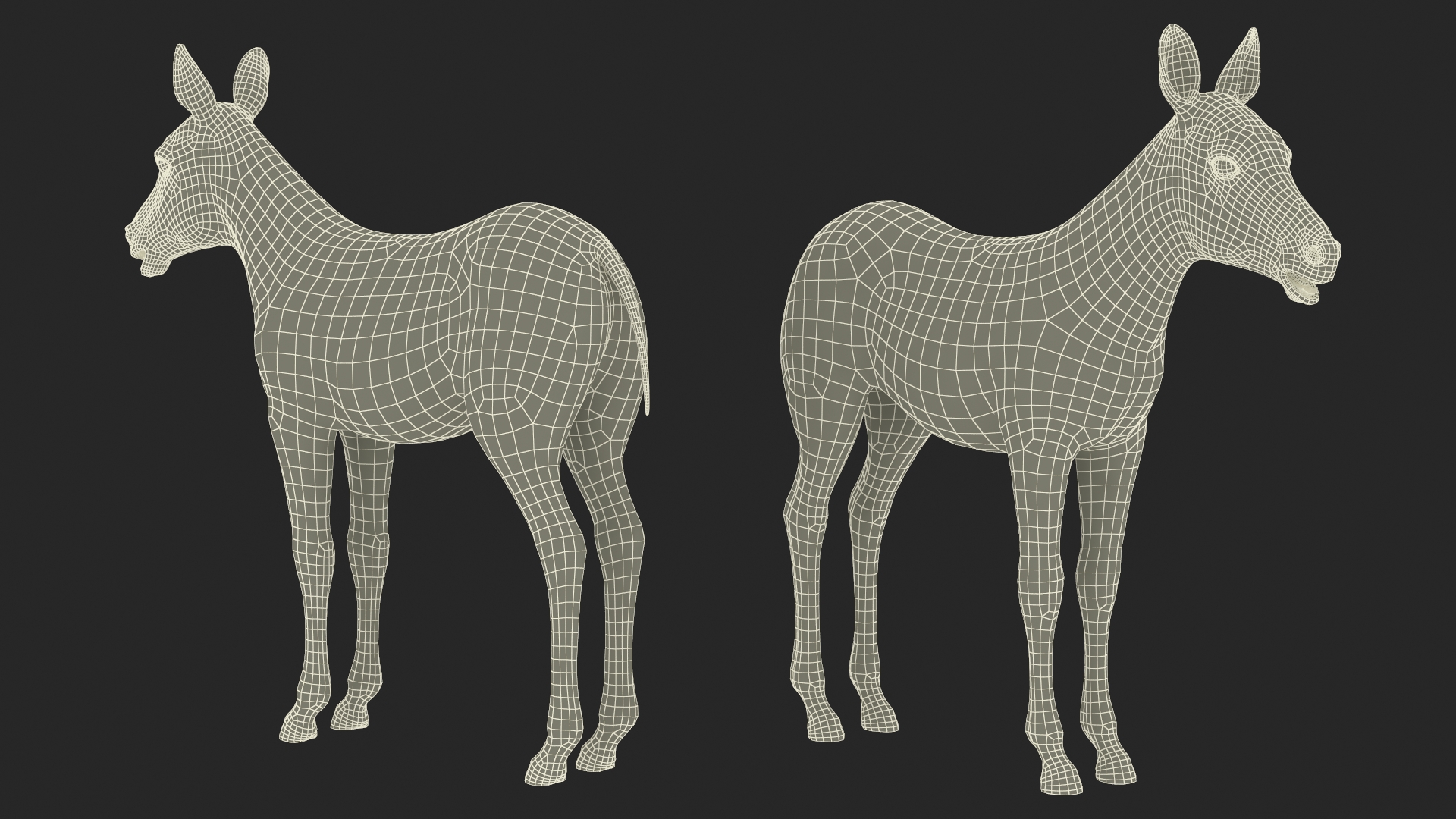 3D model Zebra Foal