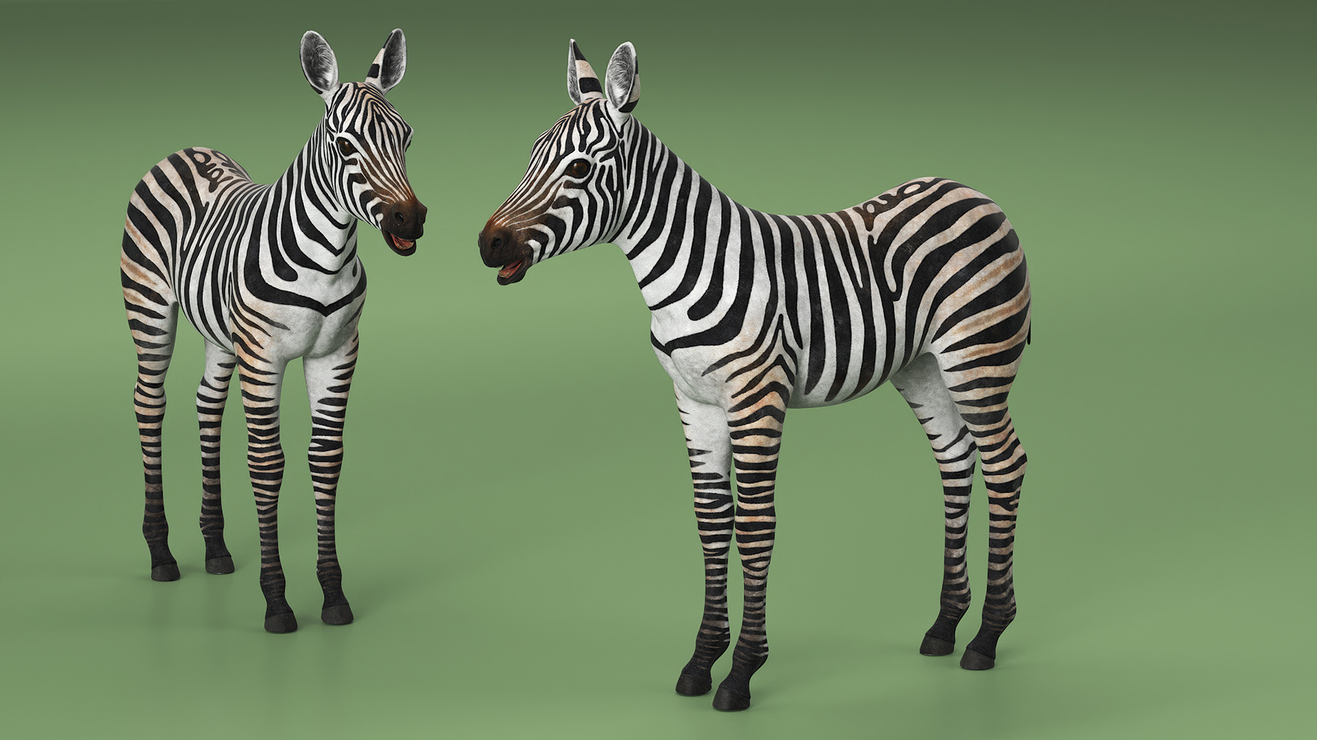 3D model Zebra Foal