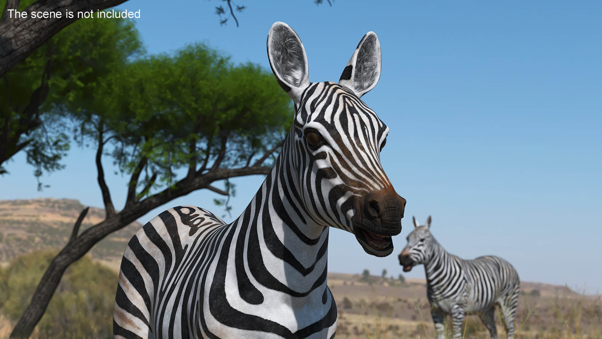 3D model Zebra Foal