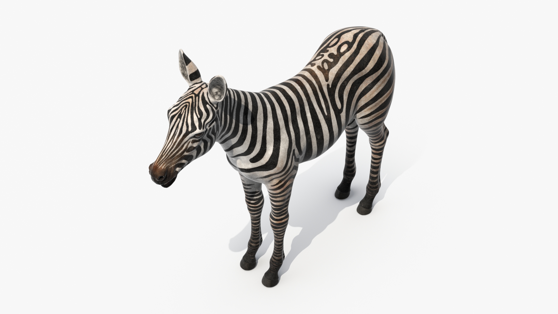 3D model Zebra Foal