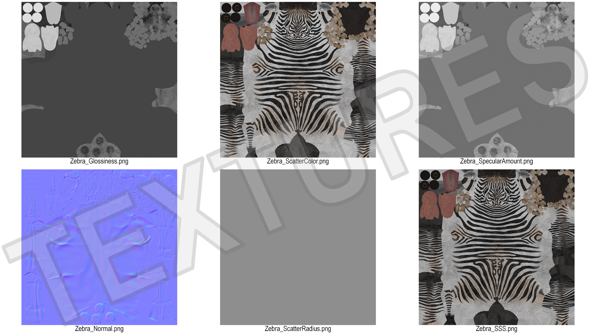 3D model Zebra Foal