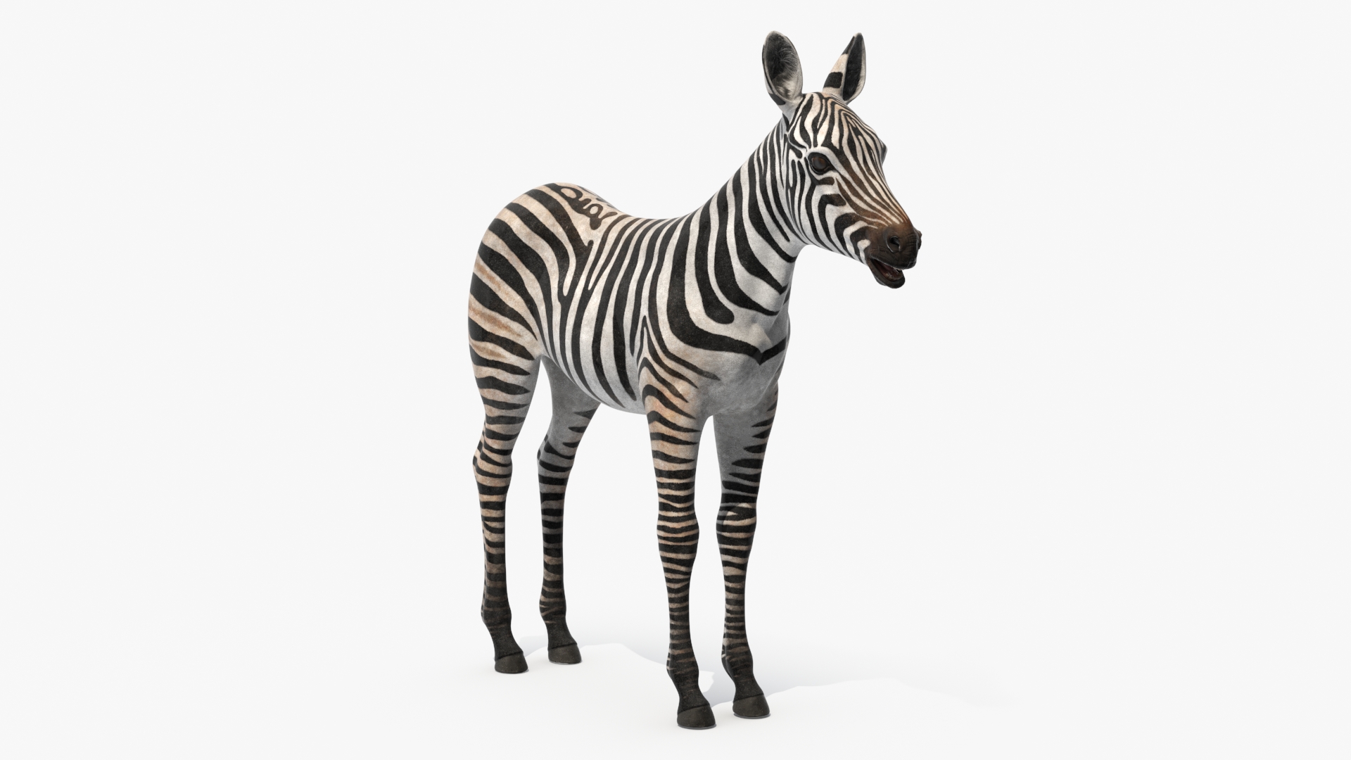 3D model Zebra Foal