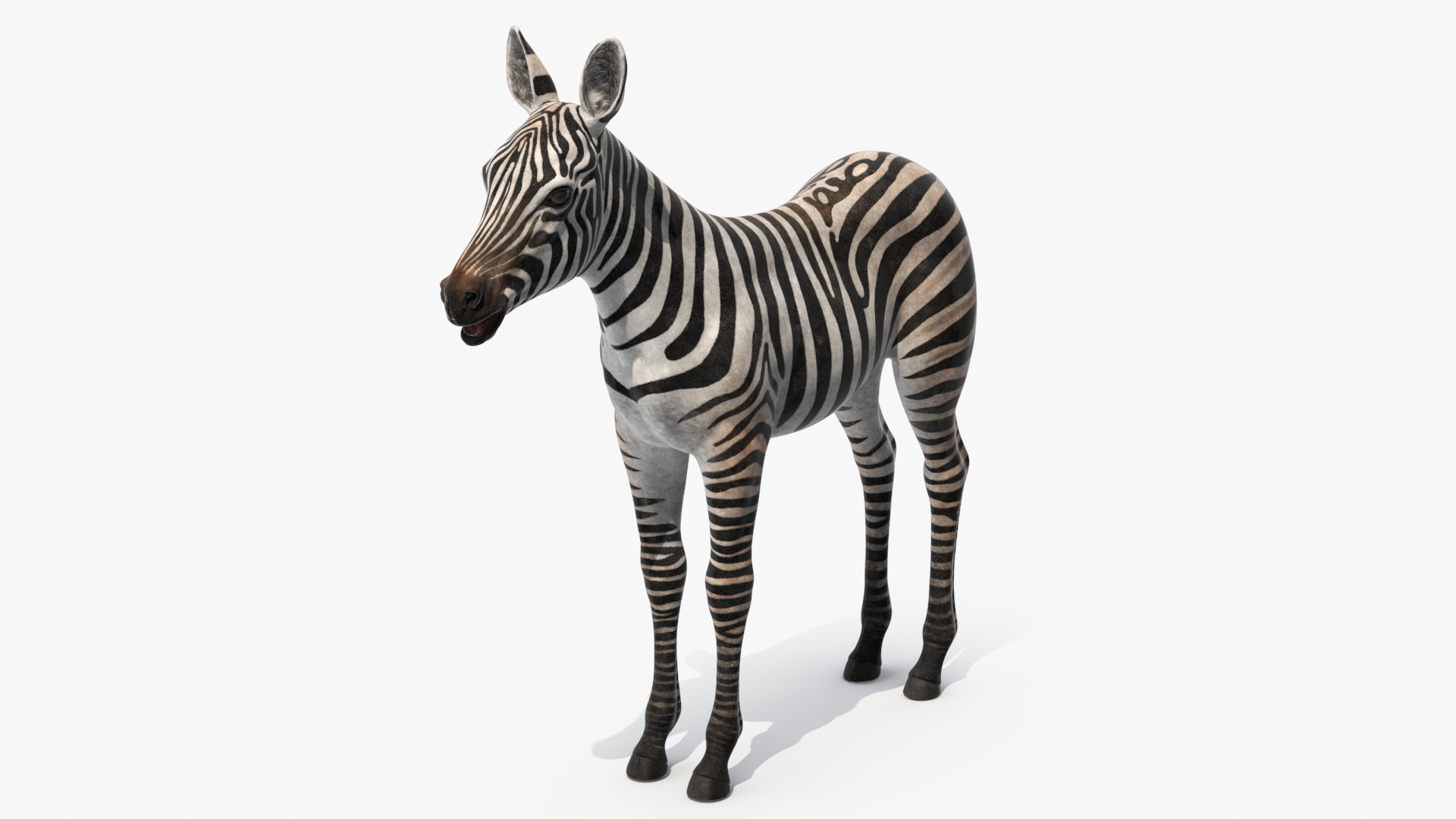 3D model Zebra Foal