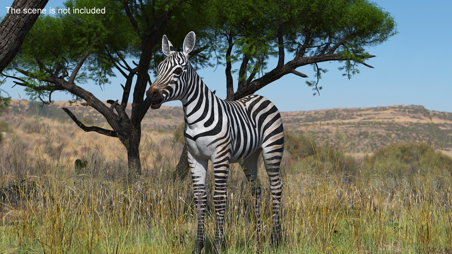 3D model Zebra Foal