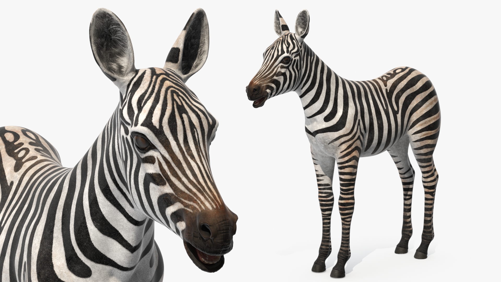 3D model Zebra Foal