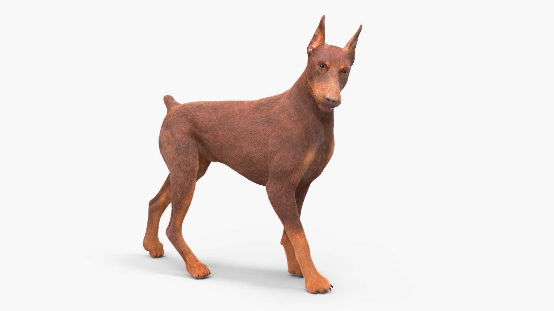 Doberman Dog Brown Fur Rigged 3D model