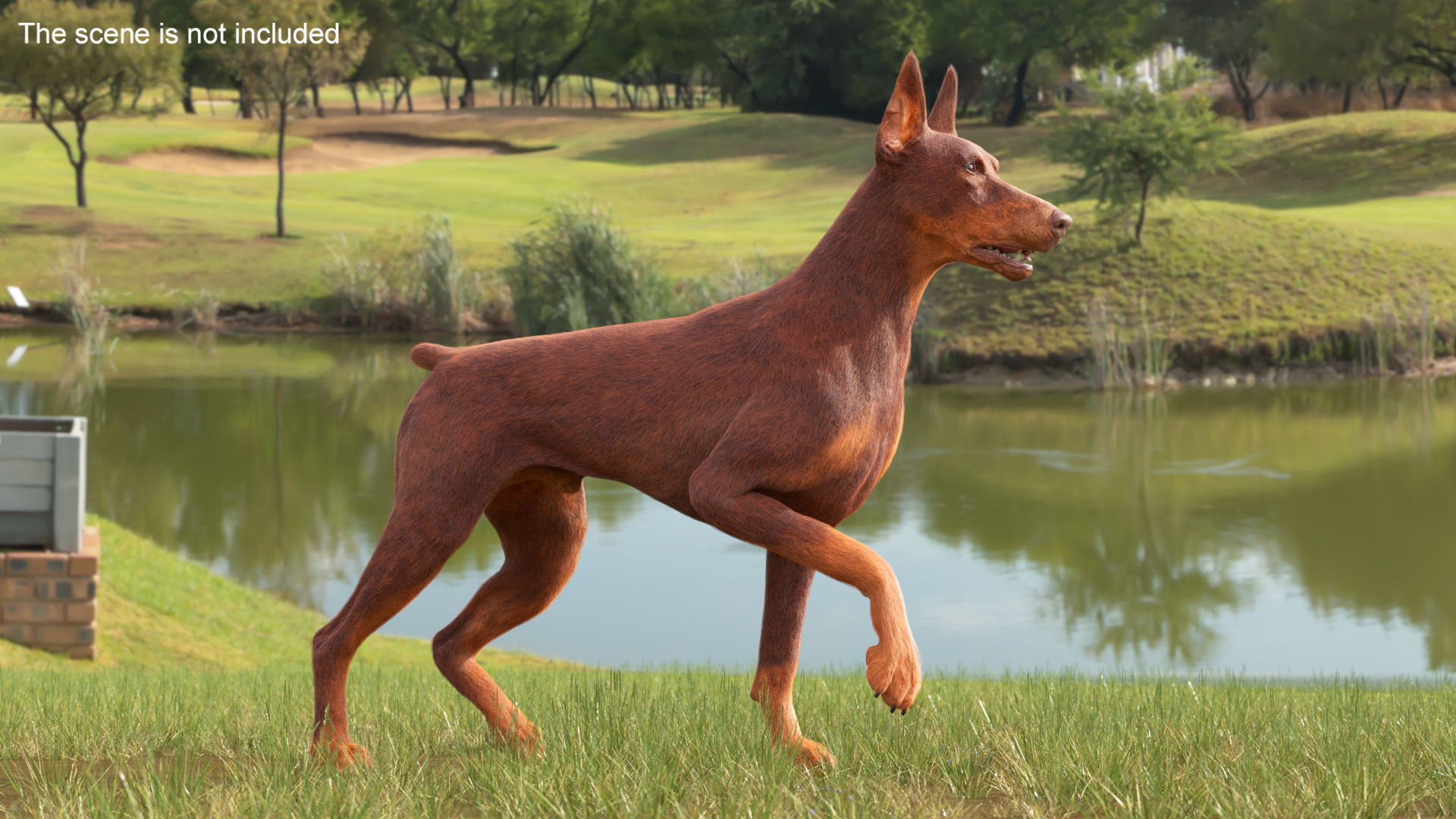 Doberman Dog Brown Fur Rigged 3D model