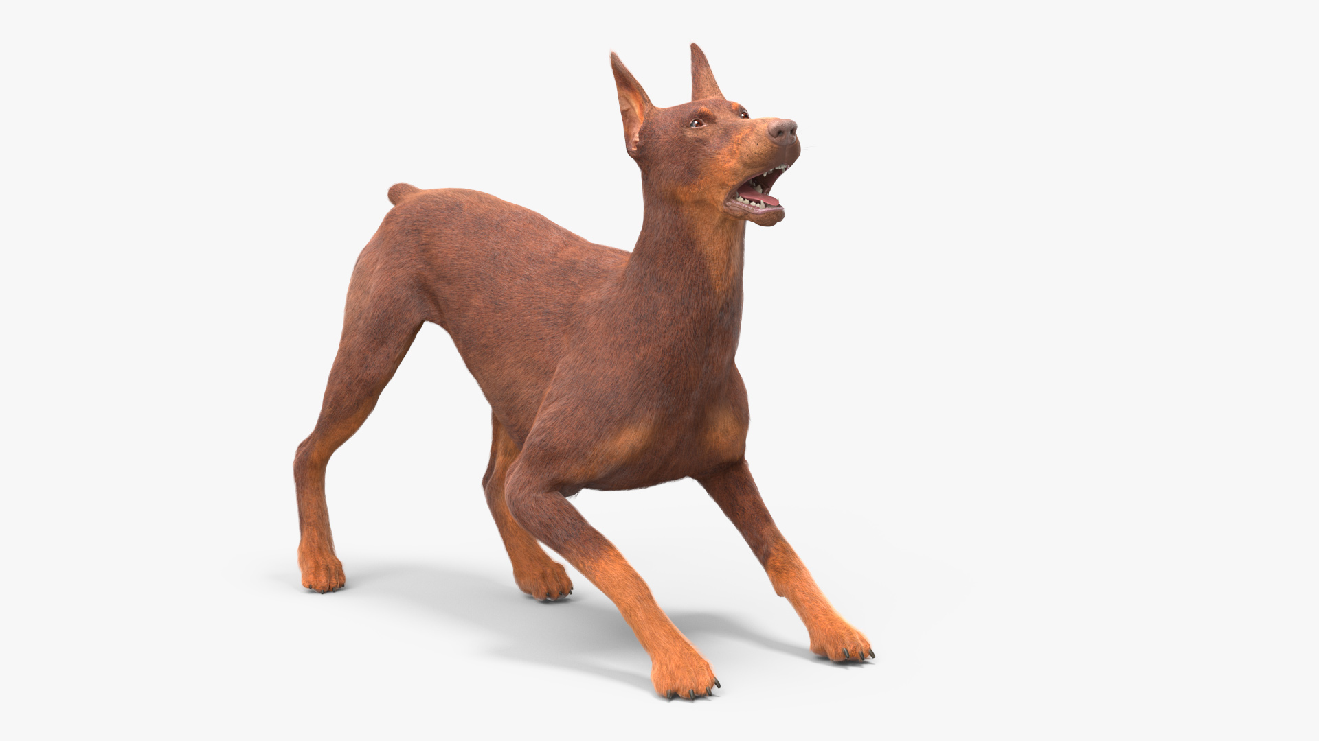 Doberman Dog Brown Fur Rigged 3D model