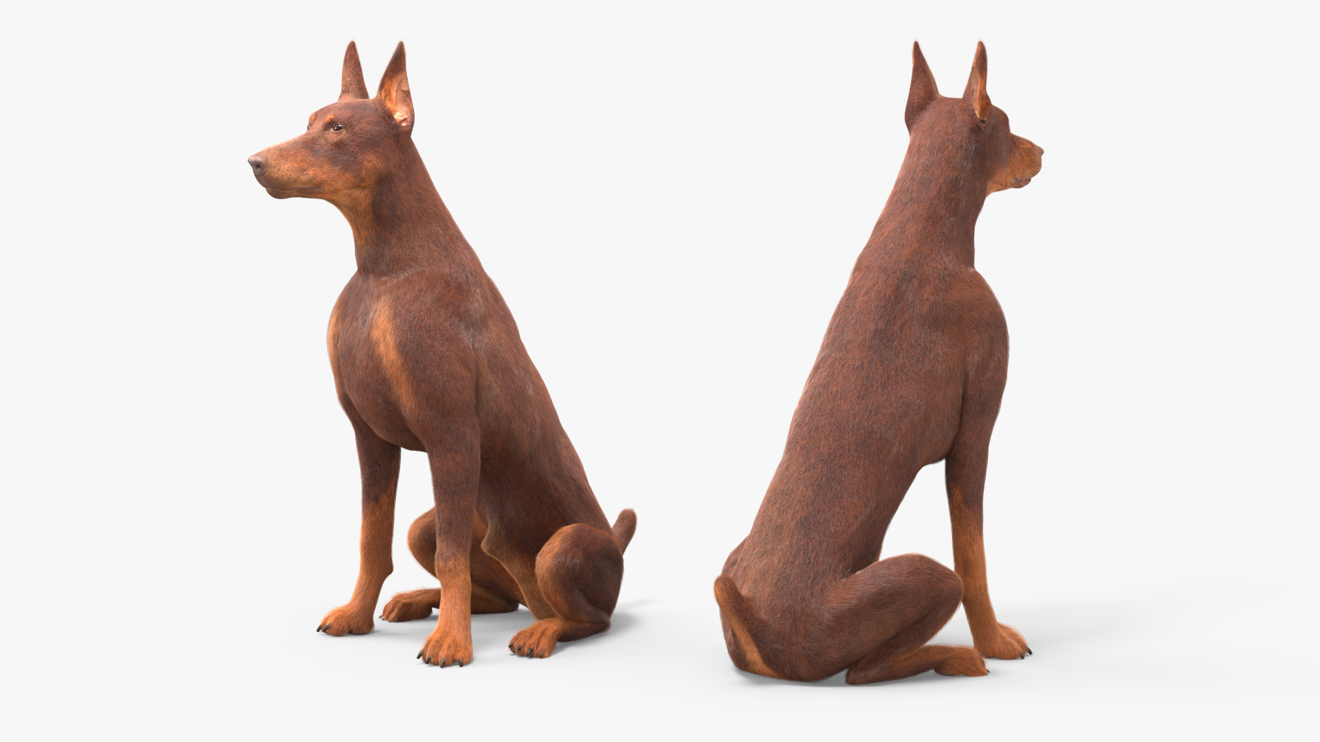 Doberman Dog Brown Fur Rigged 3D model