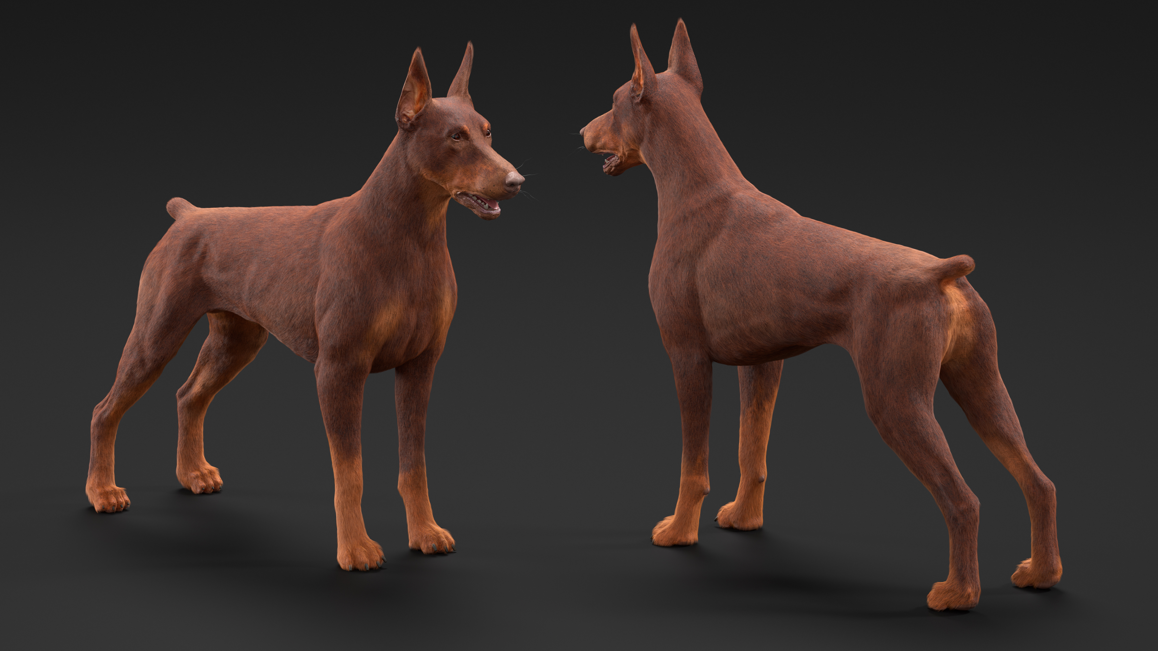 Doberman Dog Brown Fur Rigged 3D model