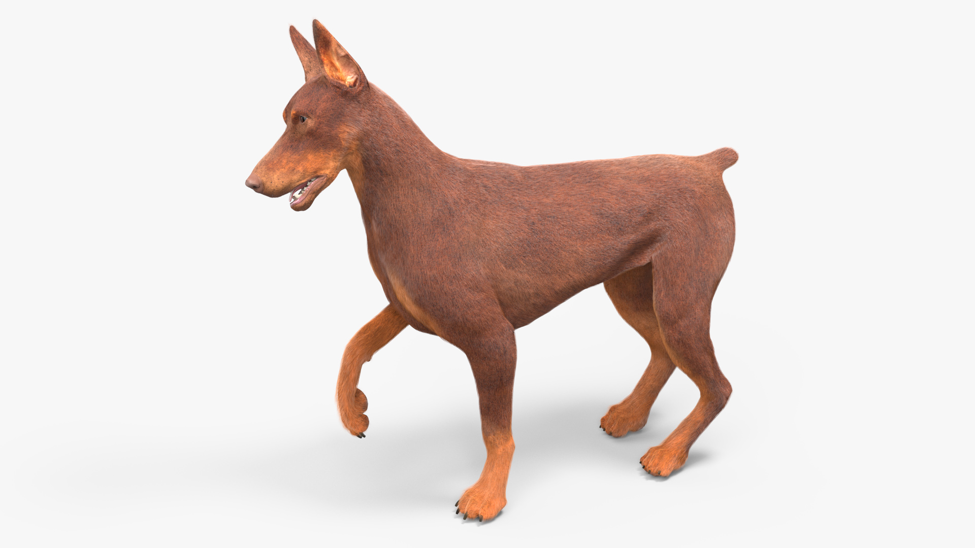 Doberman Dog Brown Fur Rigged 3D model