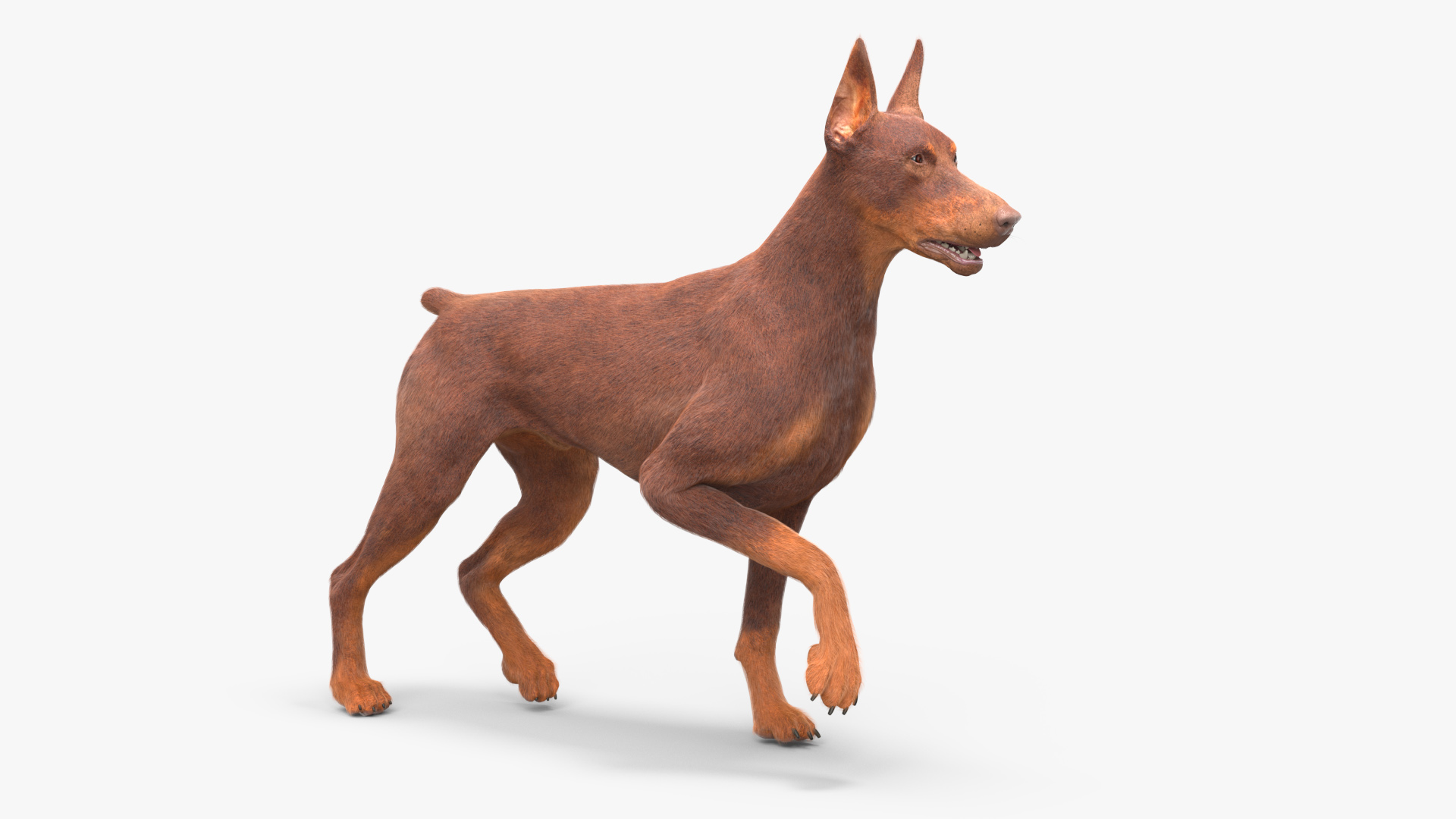 Doberman Dog Brown Fur Rigged 3D model