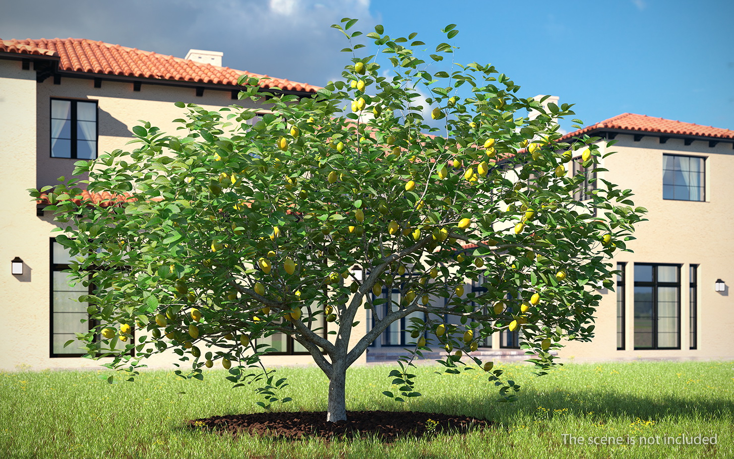 3D model Lemon Tree