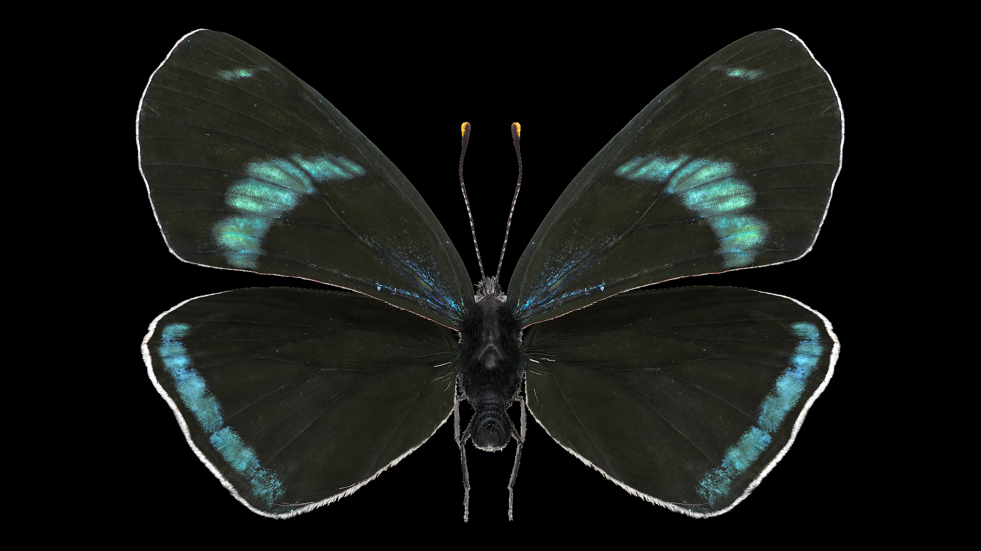 Animated Diaethria Clymena Butterfly Flight Fur 3D