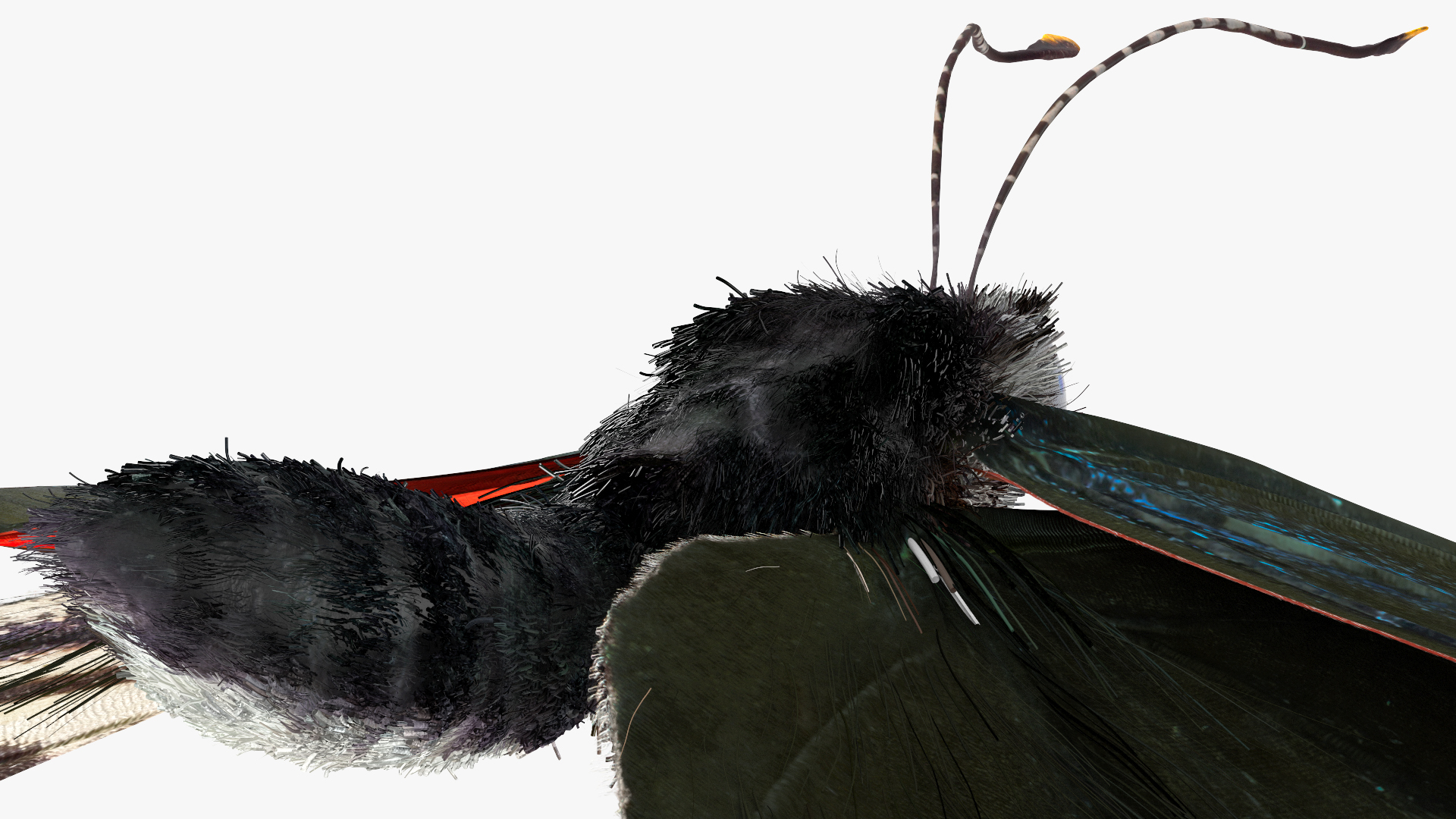 Animated Diaethria Clymena Butterfly Flight Fur 3D