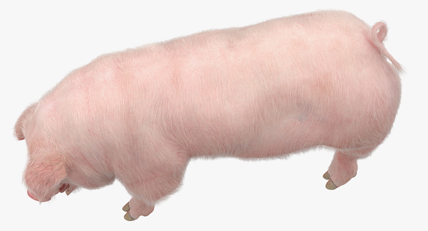 Pig Sow Landrace Standing Pose with Fur 3D model