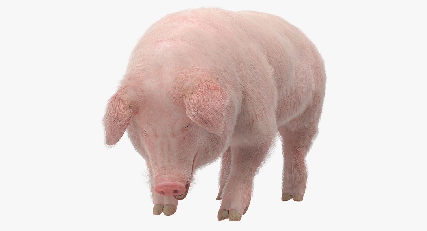 Pig Sow Landrace Standing Pose with Fur 3D model