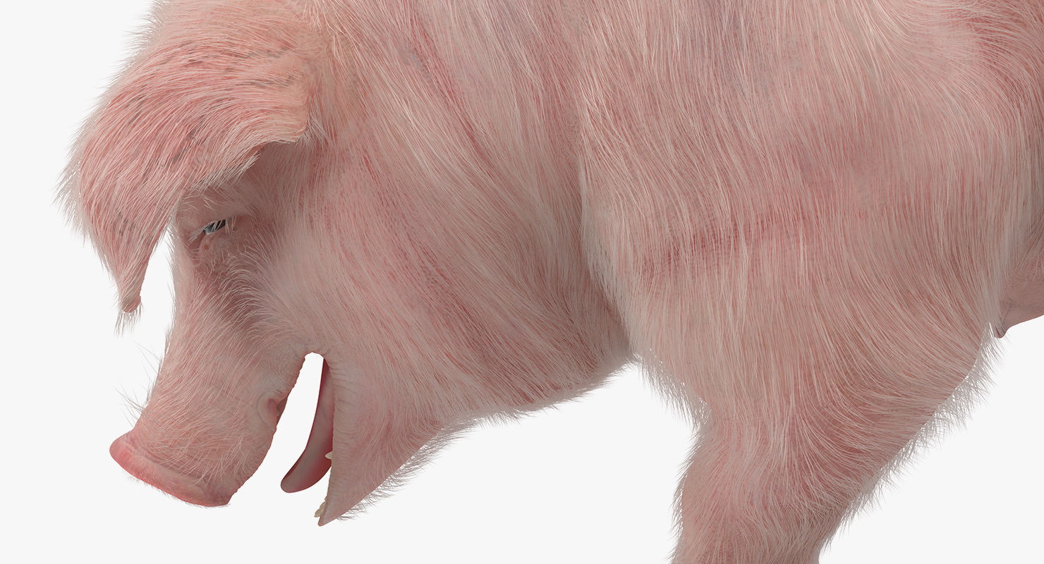 Pig Sow Landrace Standing Pose with Fur 3D model