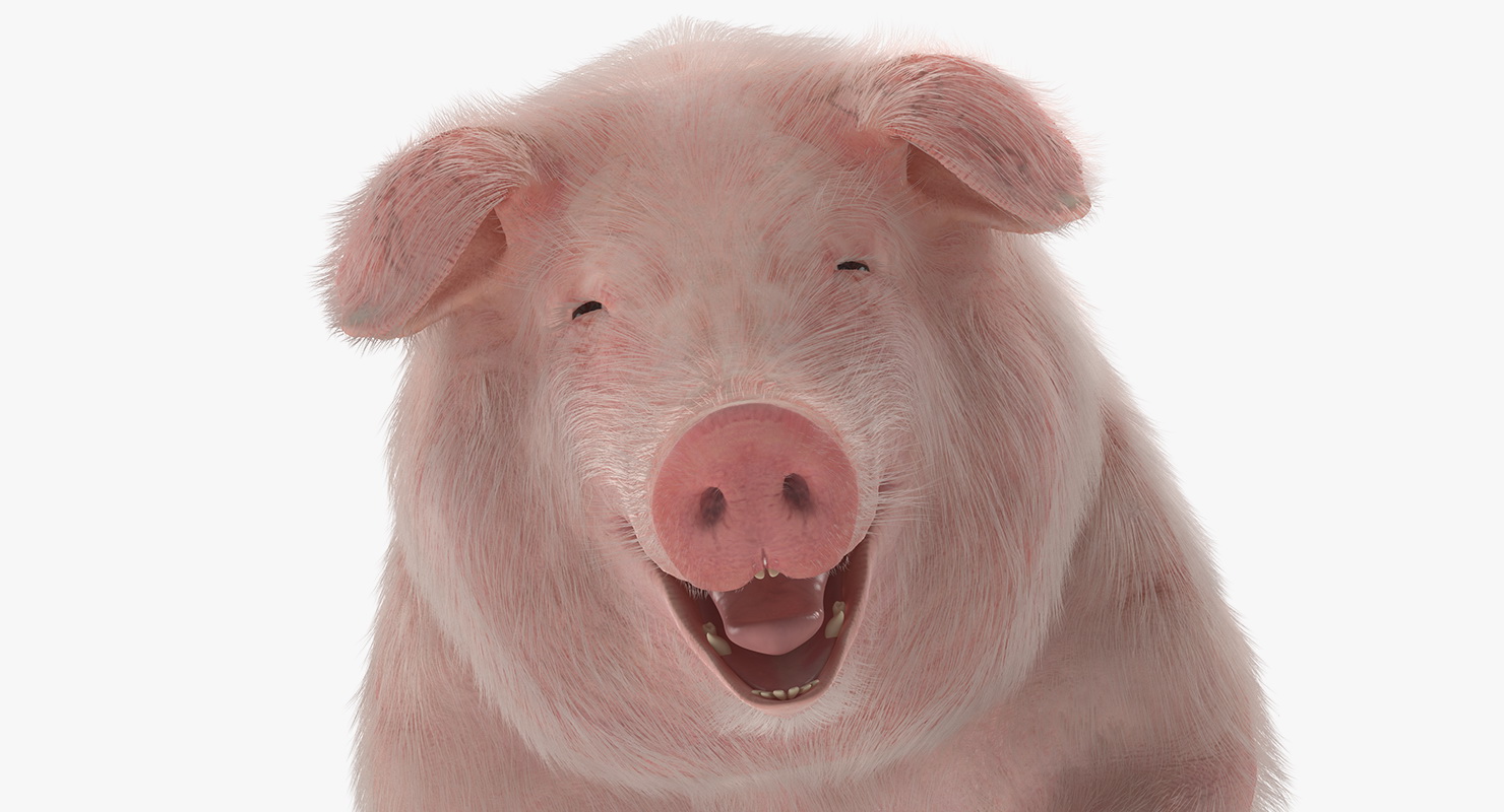 Pig Sow Landrace Standing Pose with Fur 3D model