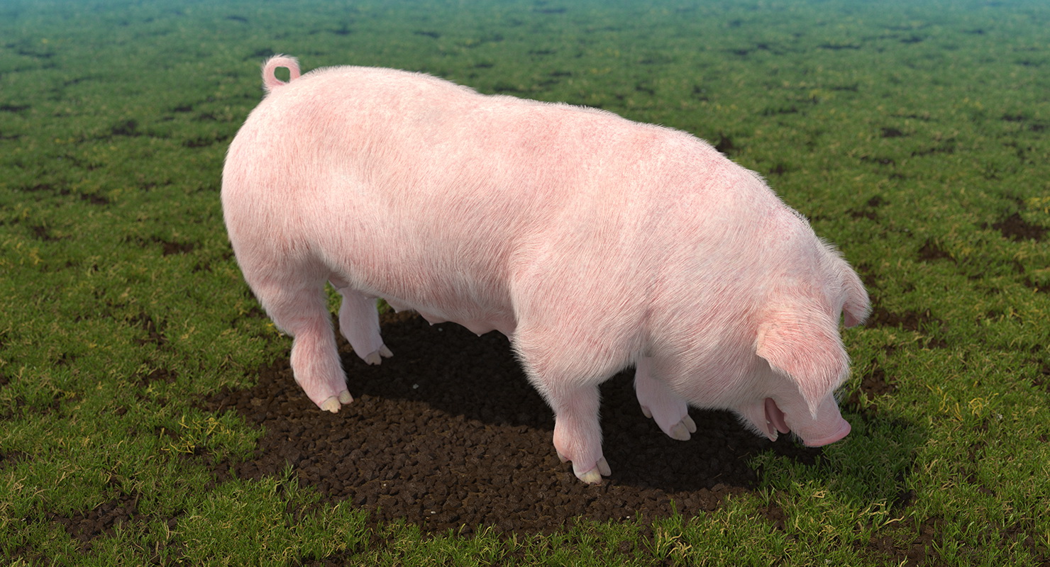 Pig Sow Landrace Standing Pose with Fur 3D model