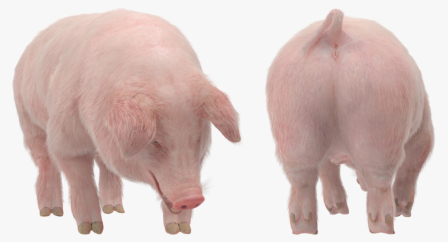 Pig Sow Landrace Standing Pose with Fur 3D model