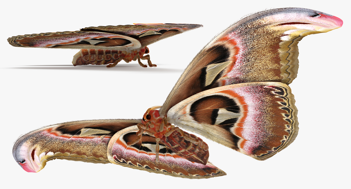 3D model Attacus Atlas Moth Sitting Pose with Fur