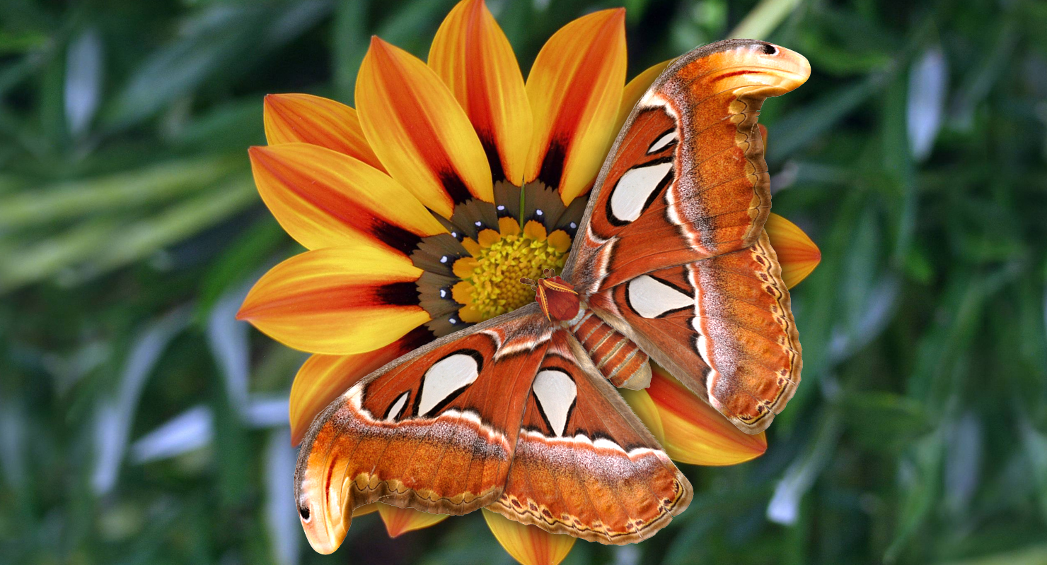 3D model Attacus Atlas Moth Sitting Pose with Fur