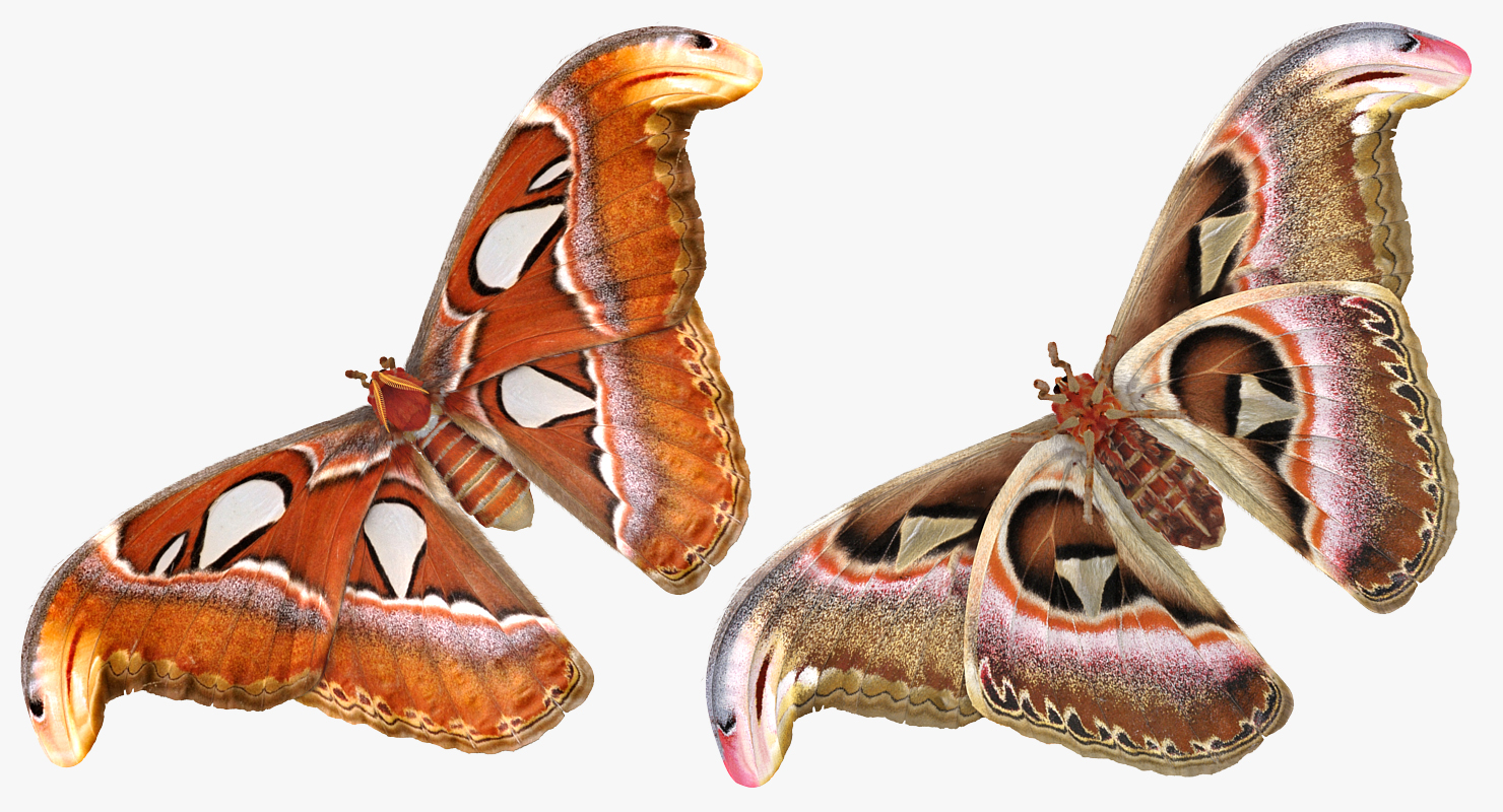 3D model Attacus Atlas Moth Sitting Pose with Fur