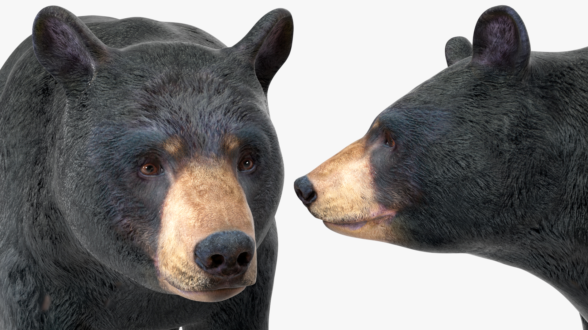 3D Black Bear Rigged for Maya