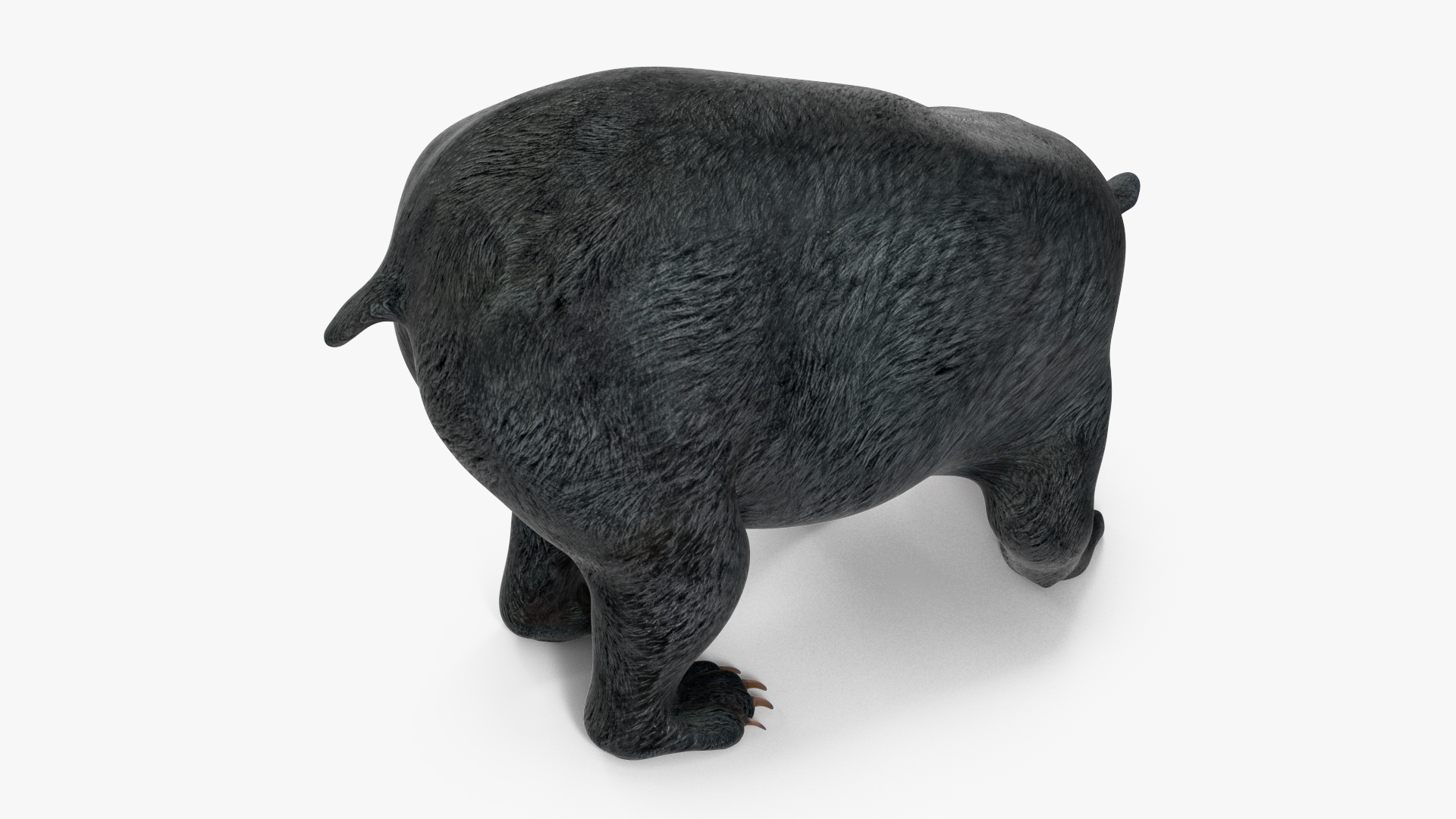 3D Black Bear Rigged for Maya