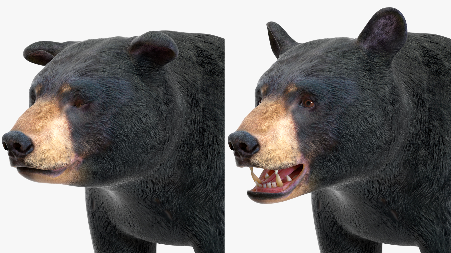 3D Black Bear Rigged for Maya