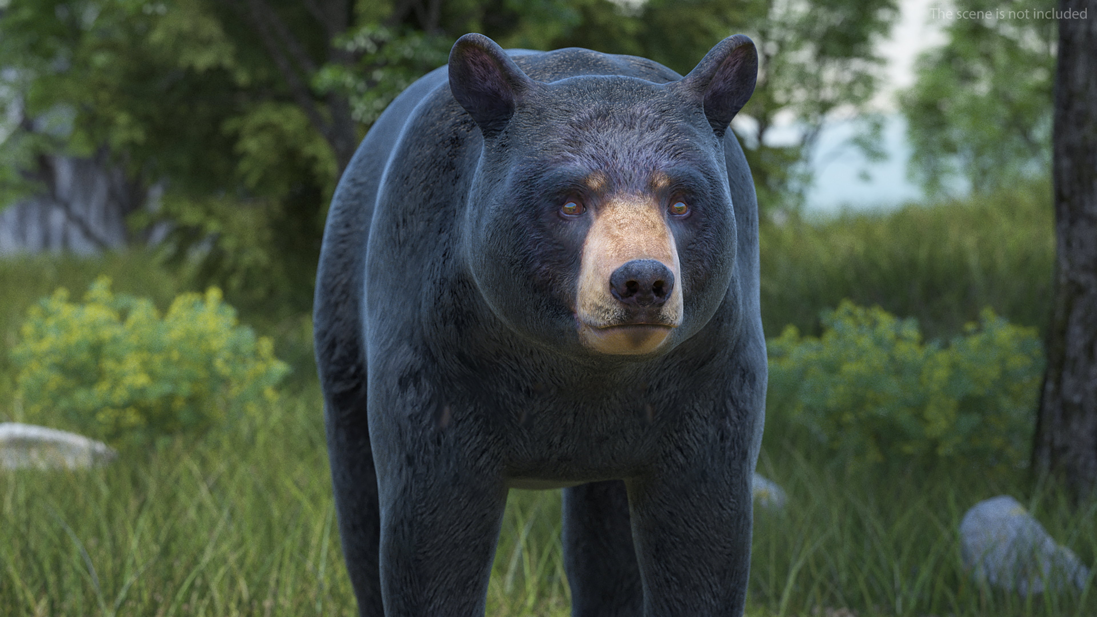 3D Black Bear Rigged for Maya