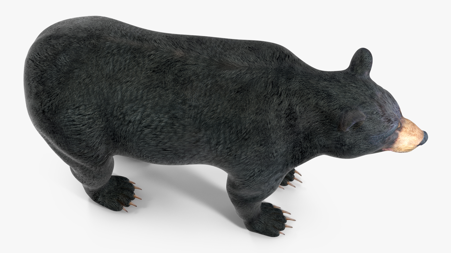 3D Black Bear Rigged for Maya