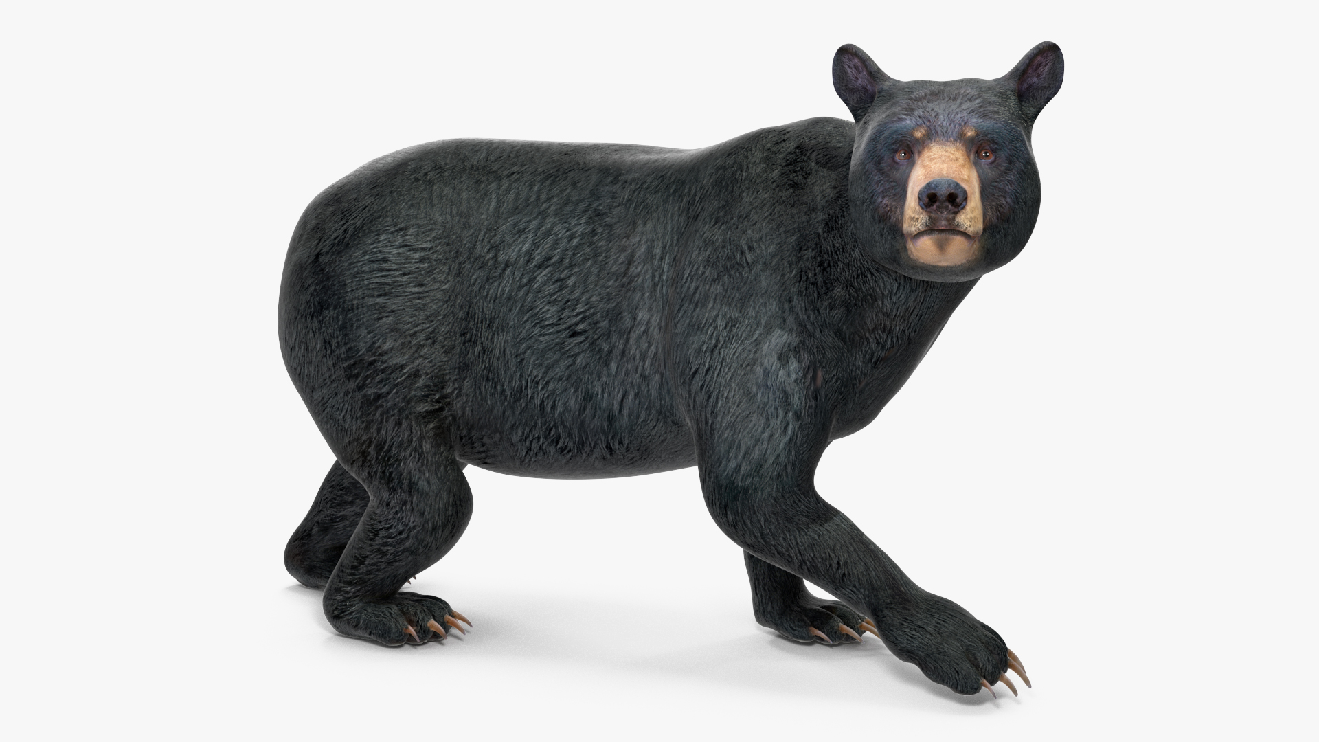 3D Black Bear Rigged for Maya