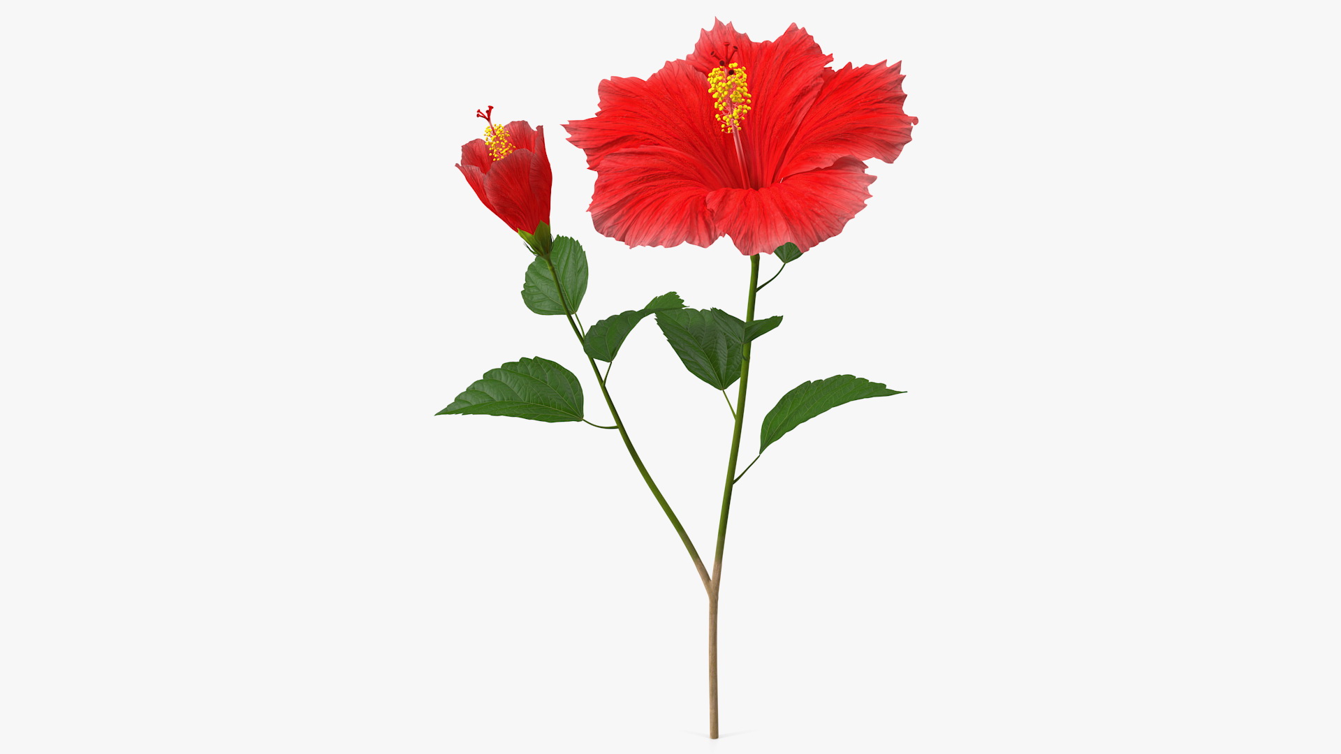 3D Hibiscus Branch with Flower Red