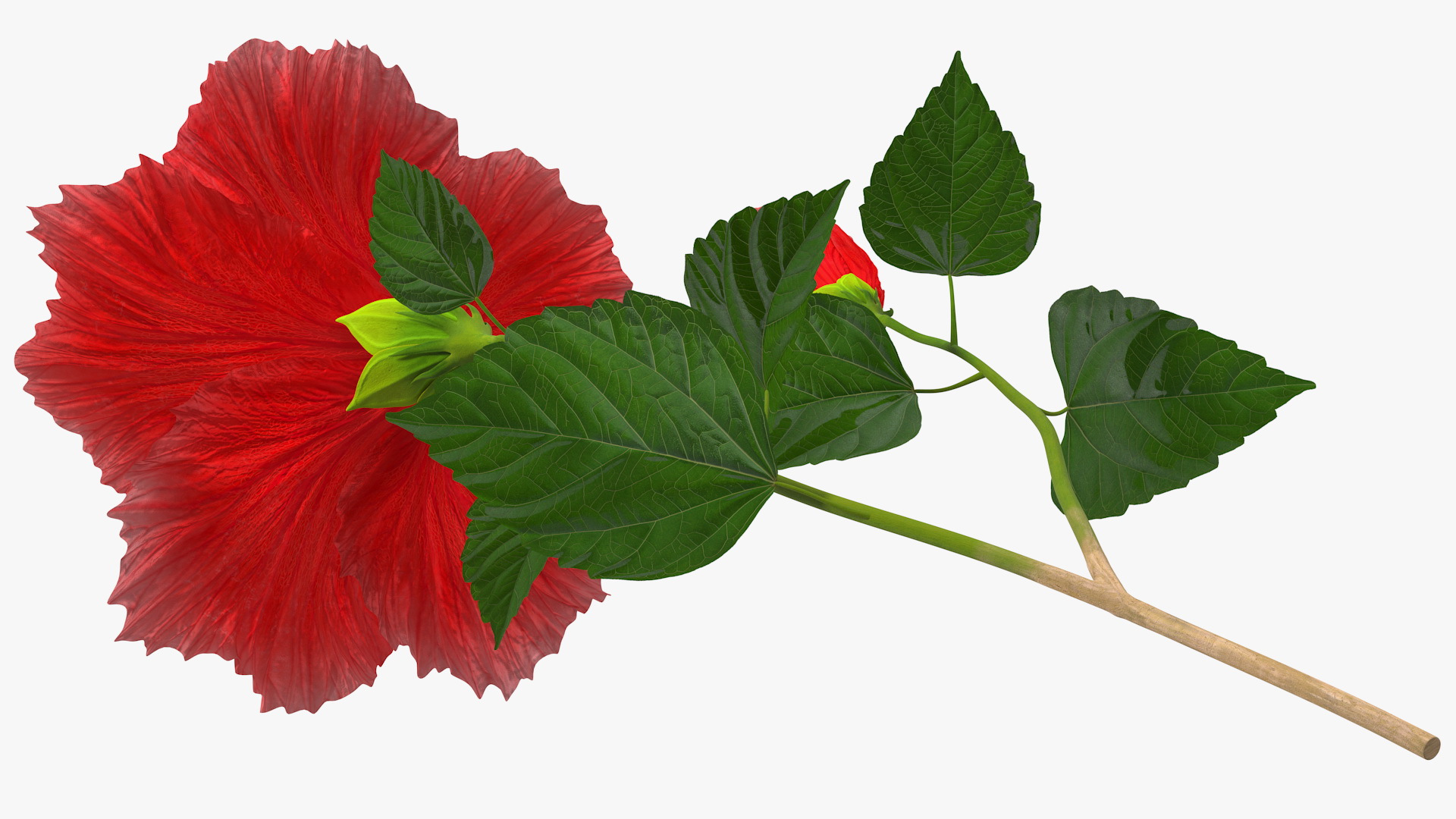 3D Hibiscus Branch with Flower Red