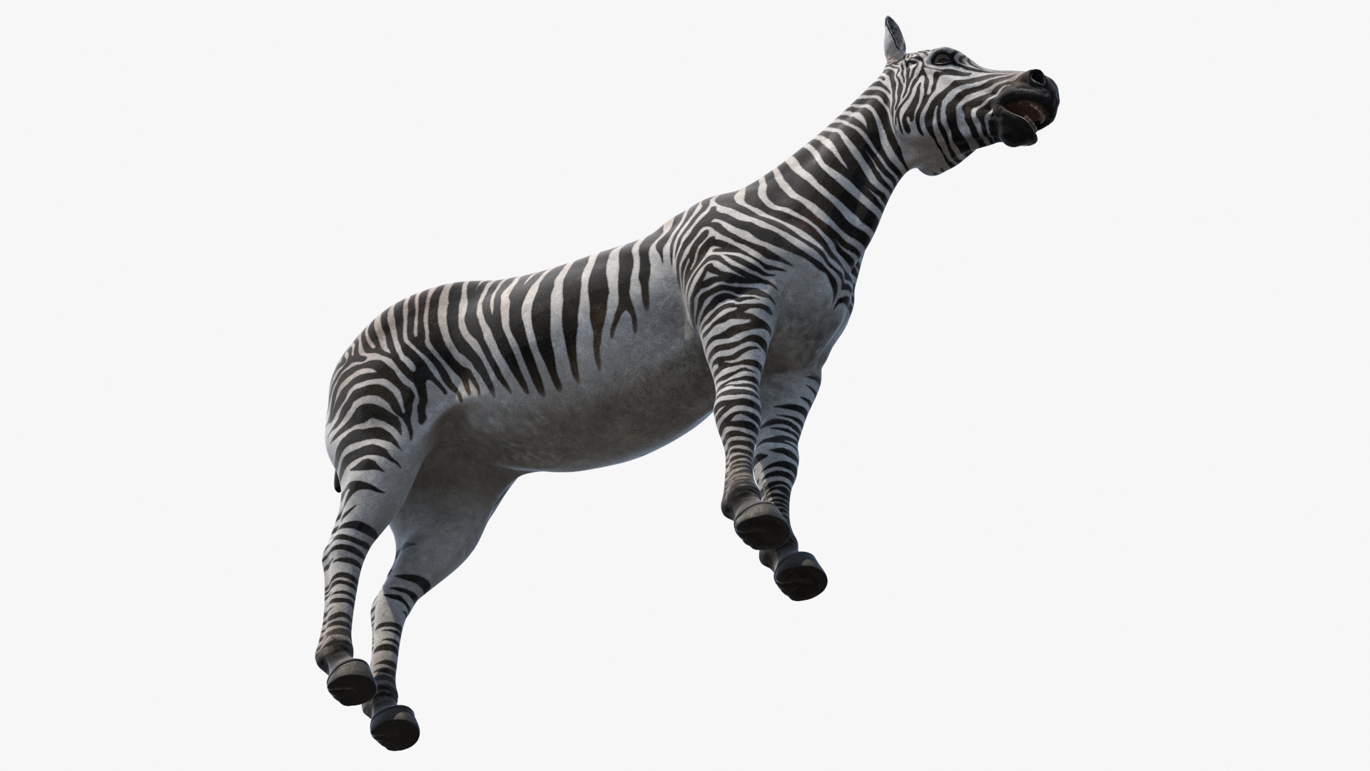 3D Zebra Adult