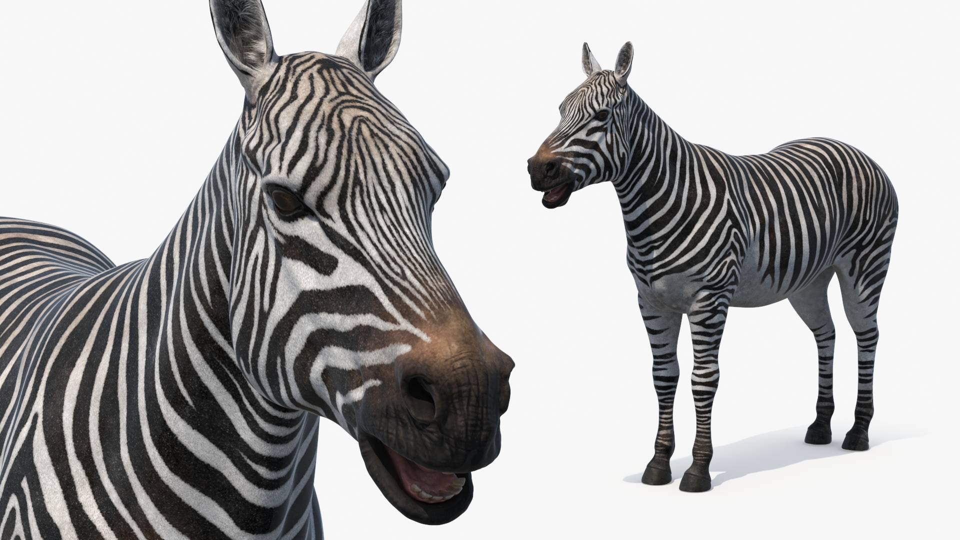 3D Zebra Adult