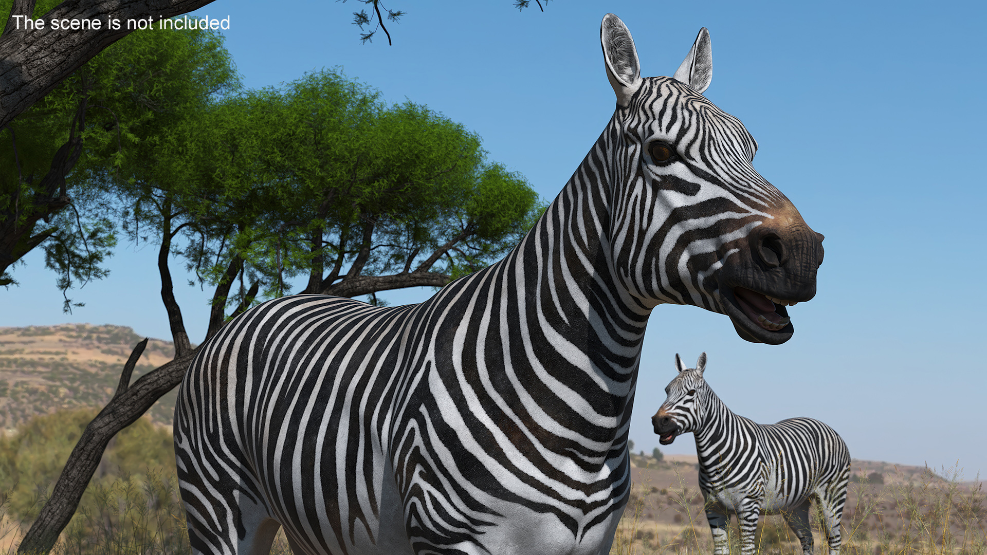 3D Zebra Adult