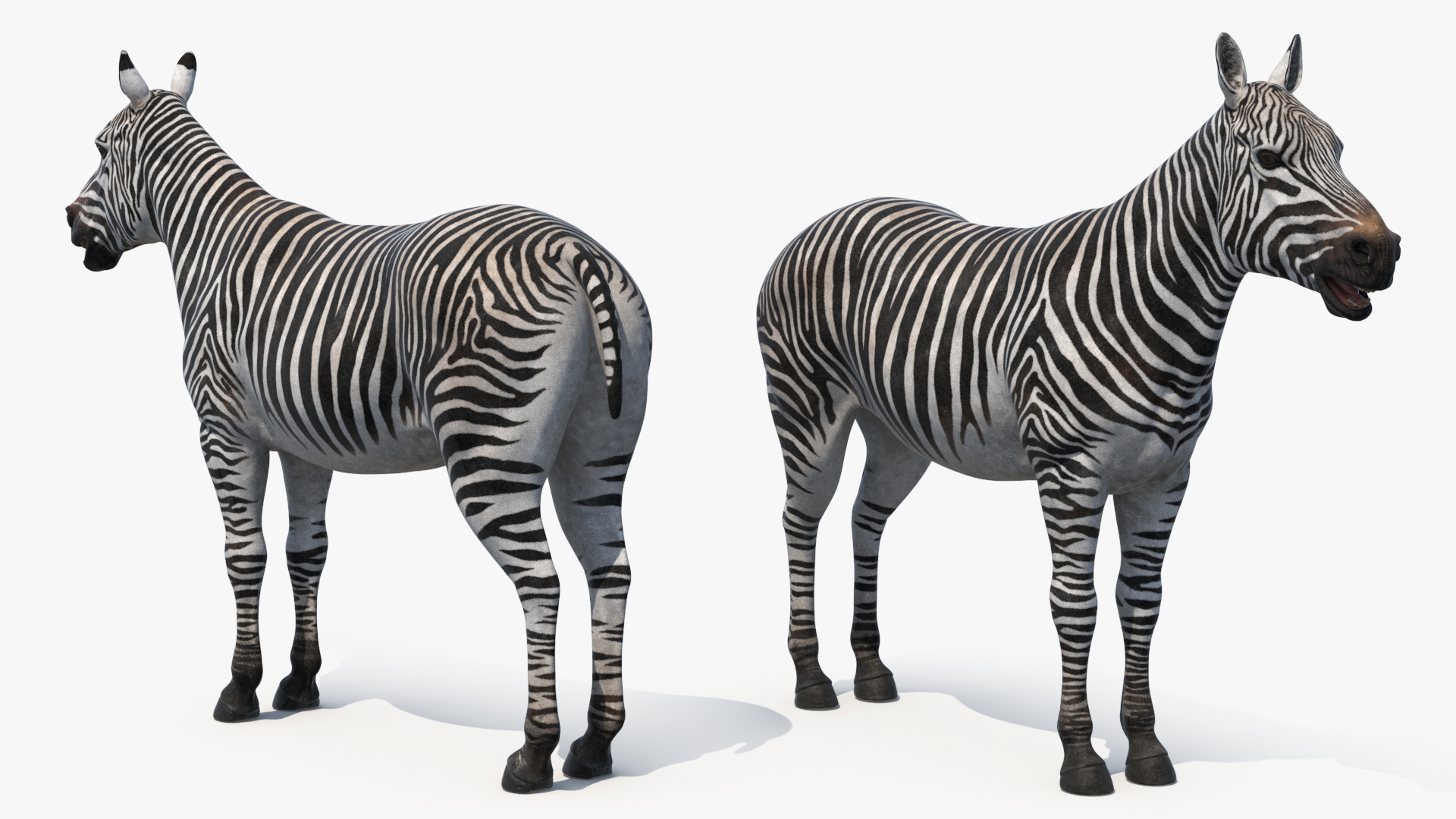 3D Zebra Adult