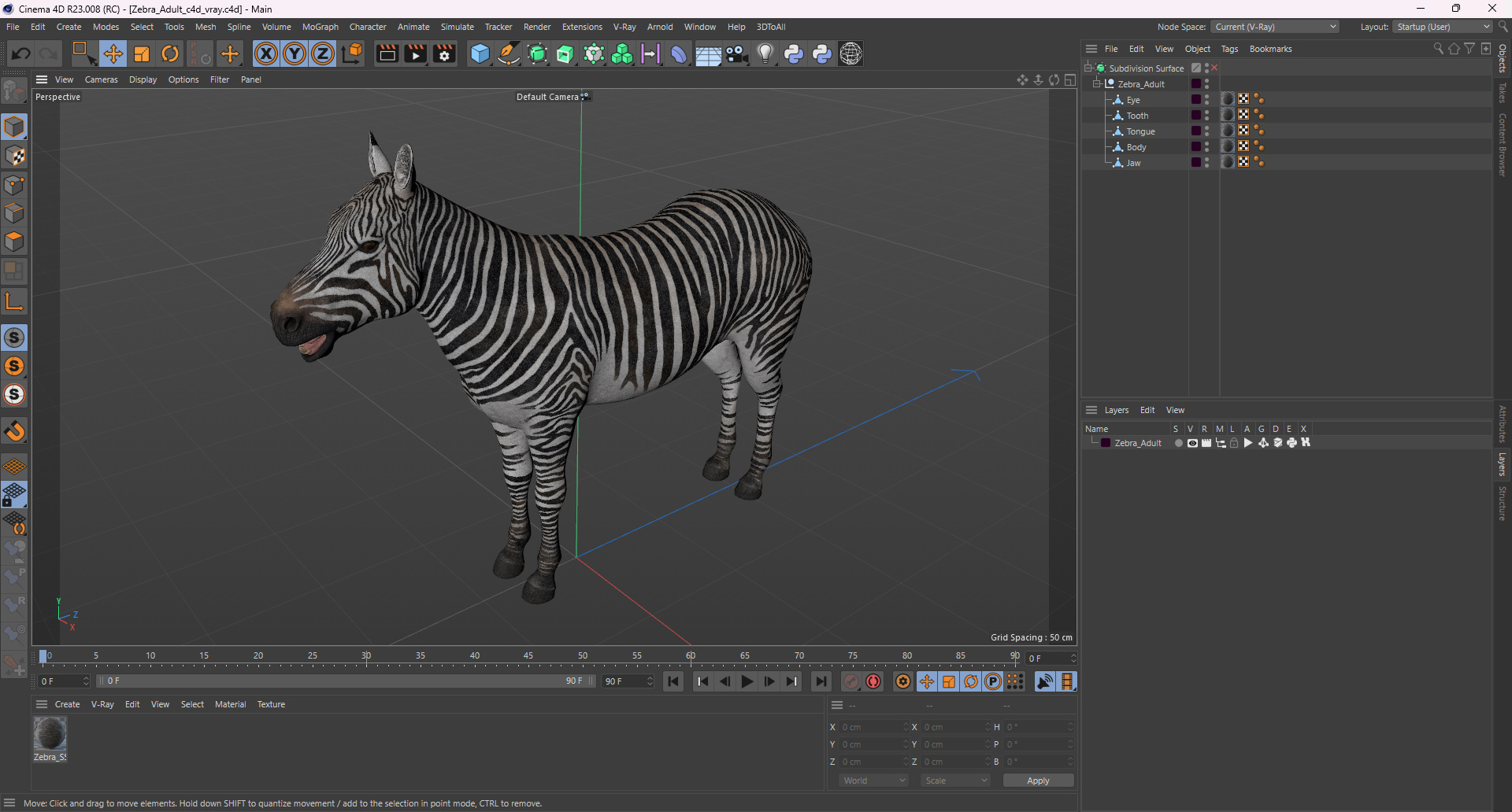 3D Zebra Adult