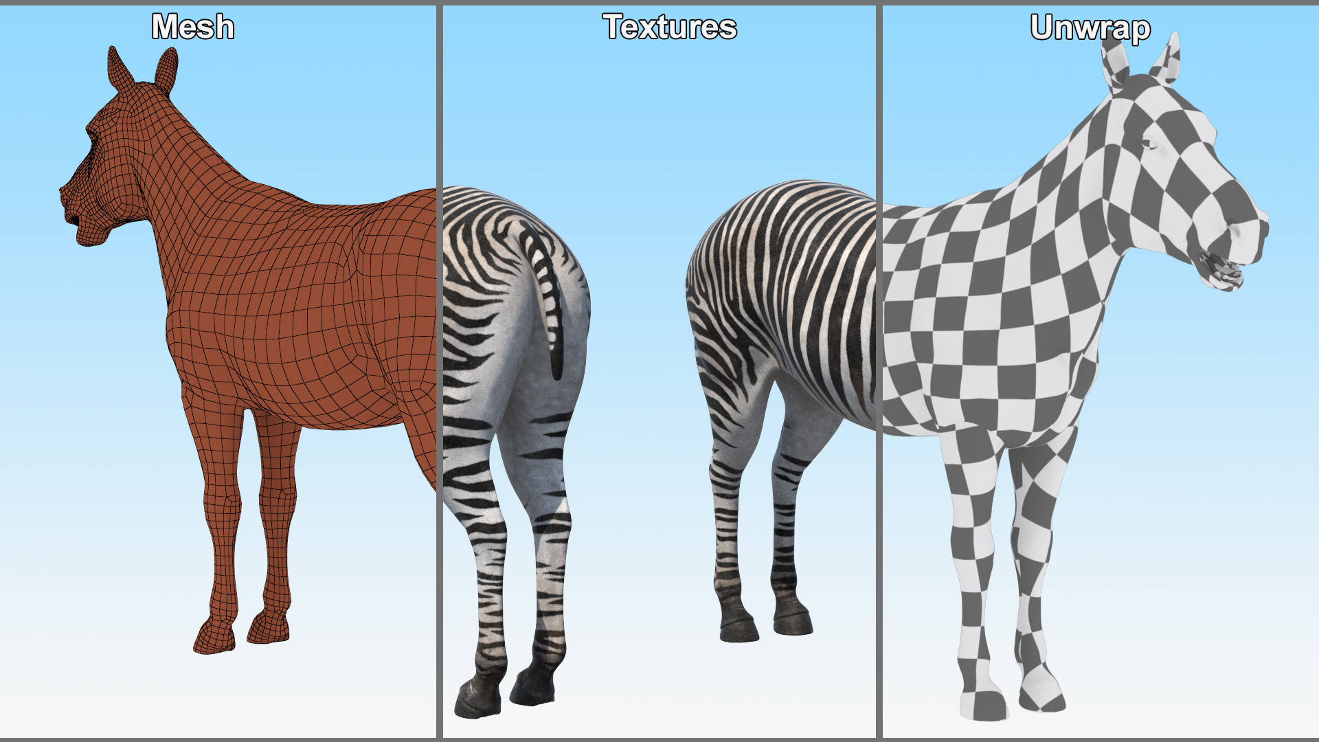 3D Zebra Adult