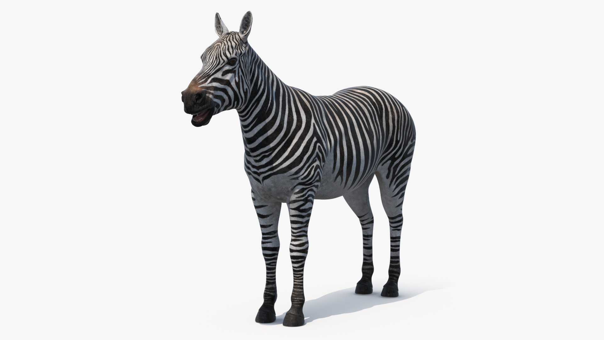 3D Zebra Adult