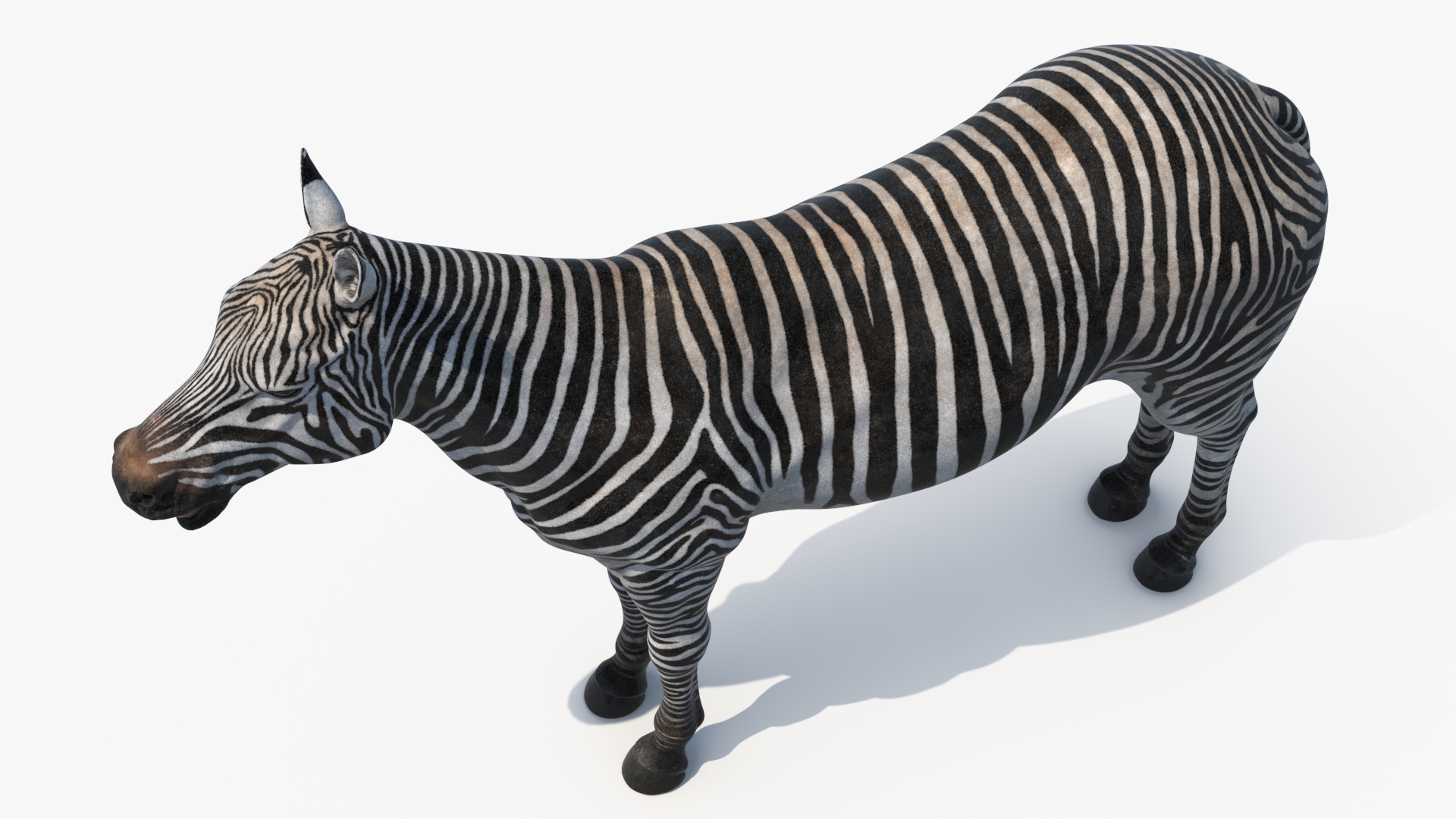 3D Zebra Adult