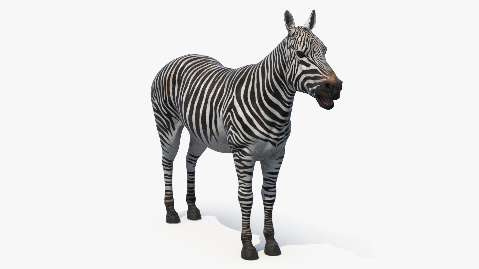 3D Zebra Adult