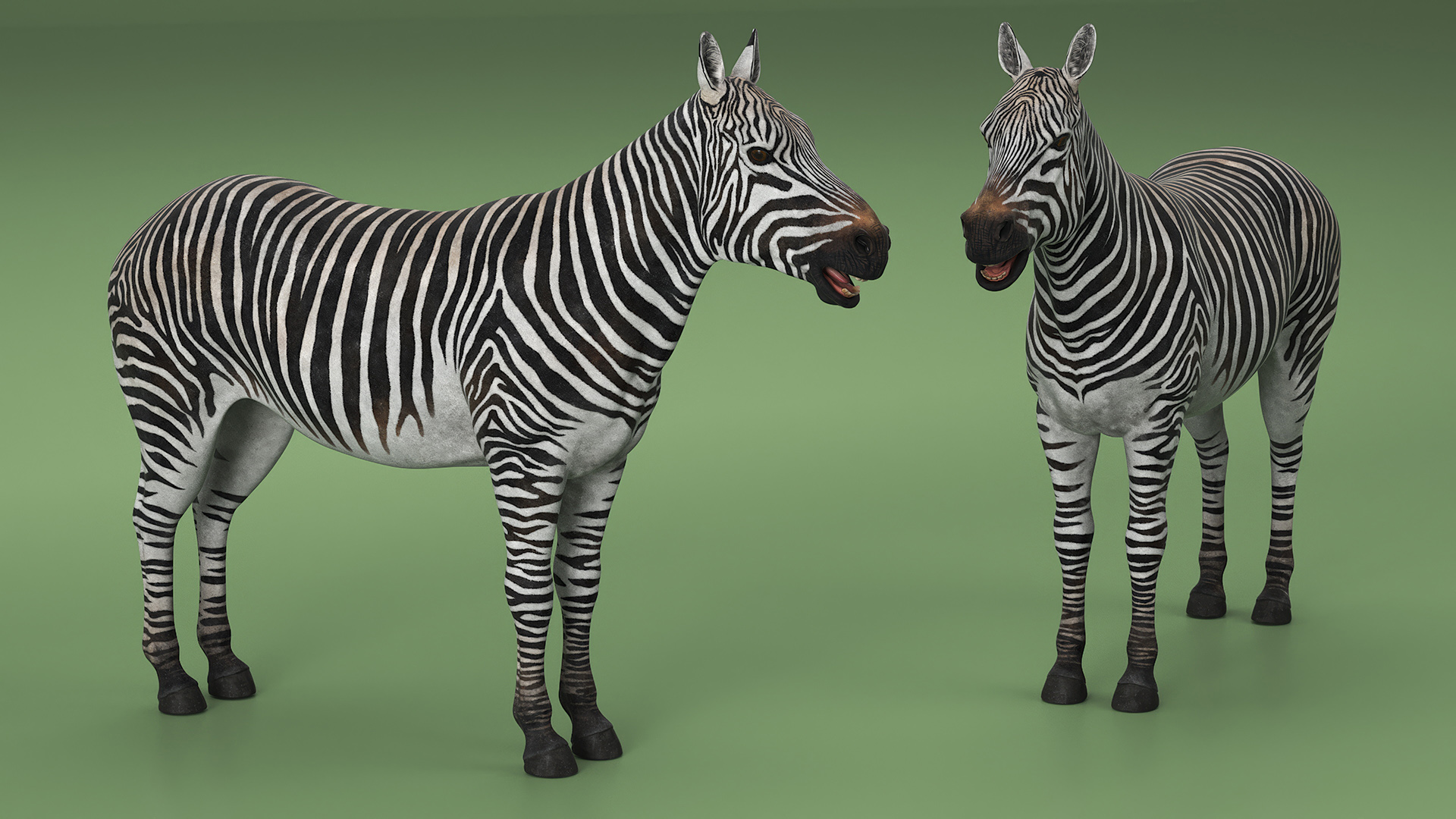 3D Zebra Adult