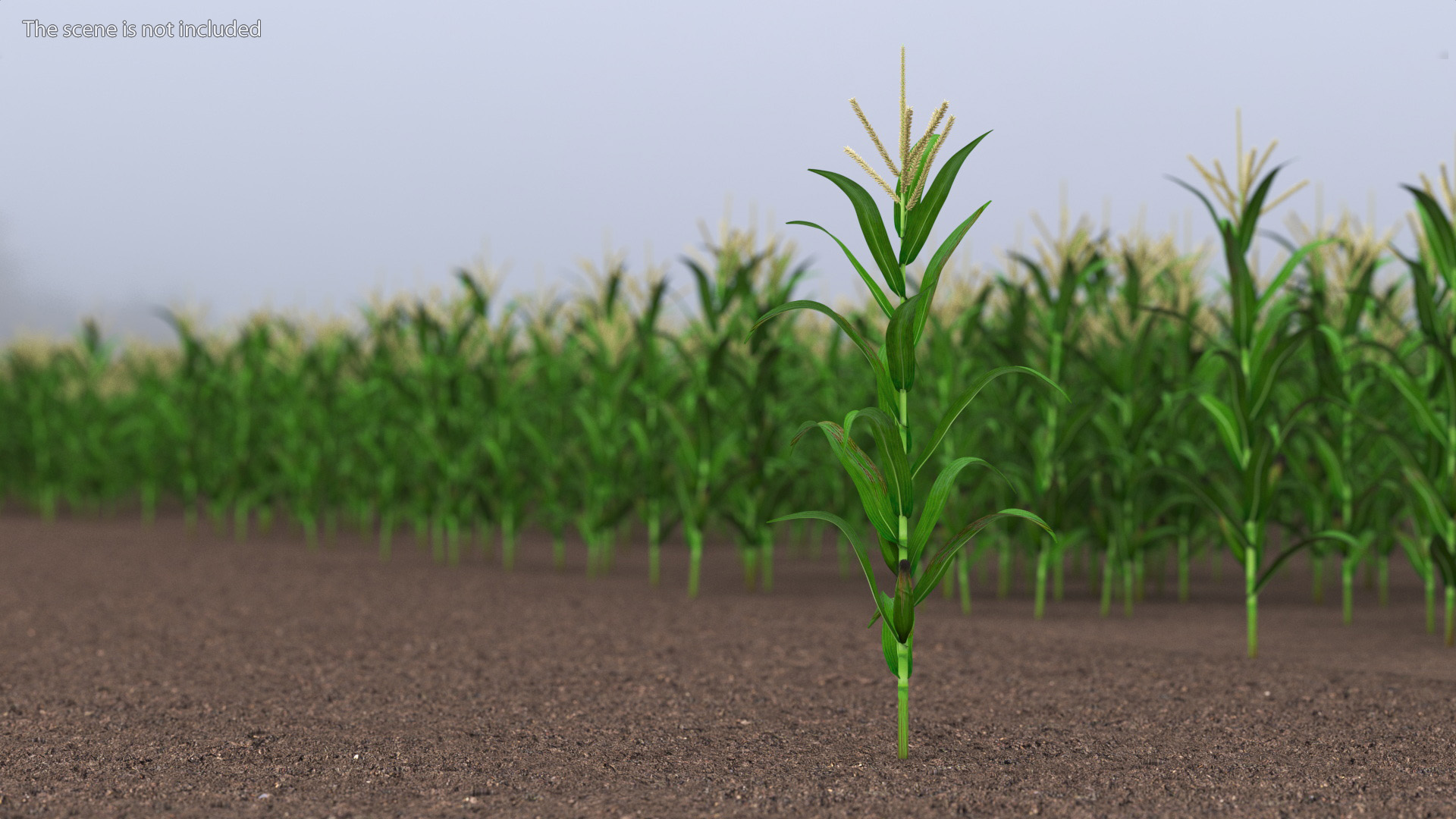 3D model Realistic Corn Stalk