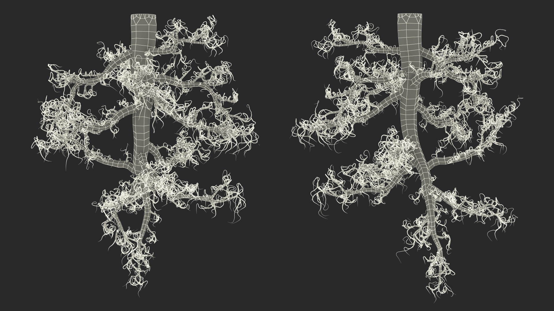 3D Plant Roots