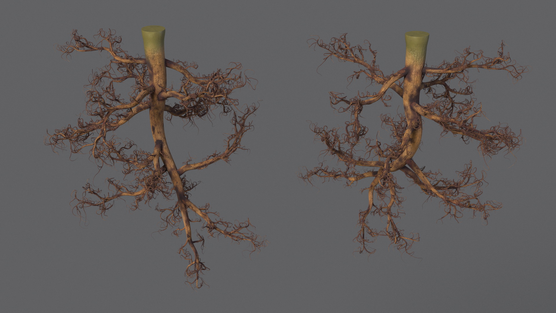 3D Plant Roots